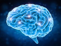 МРТ головного мозга: цена, точность, информативность обследования